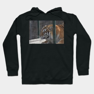 Tiger Hoodie